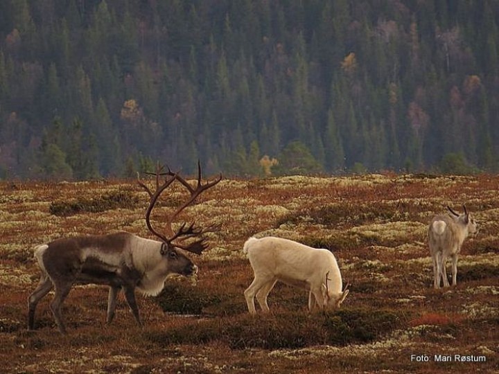 21 1003 beileren i Finnsjøfjellet