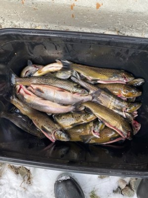 21 1115 fisk