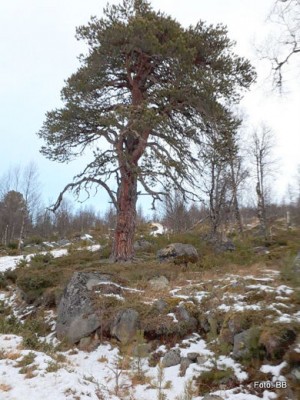 21 1120 gammel furu