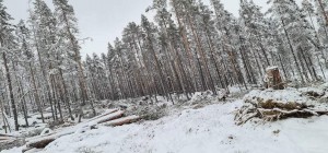 21 1212 vindfall 2