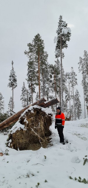 21 1212 vindfaøø 1