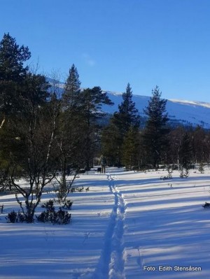22 0206 sporsnø mot Hamnsetra