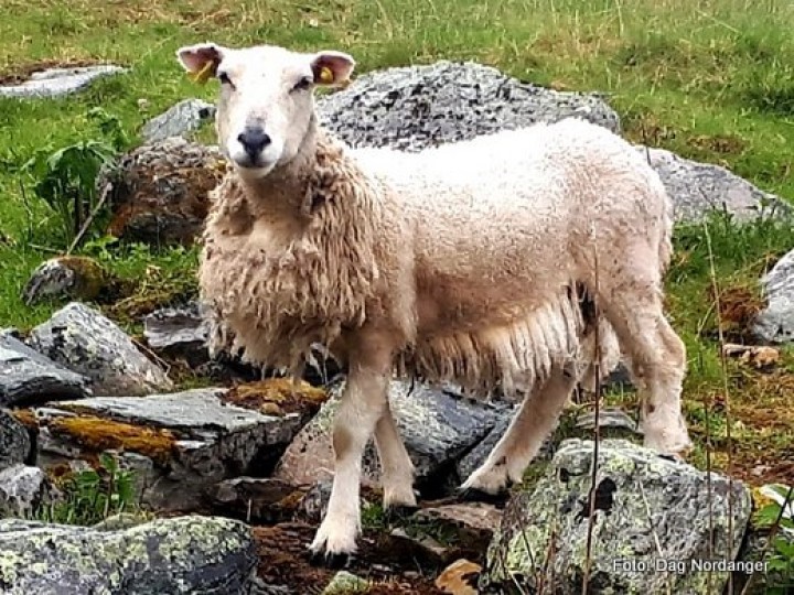 22 0612 sau Dag Nordanger