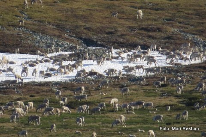 22 0612 sommer i fjellet