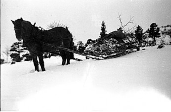 Bilde av Måsakjøring Foto Rolf Øvergaard