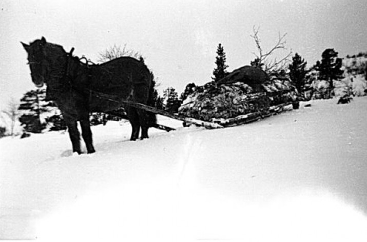 Måsakjøring. Foto Rolf Øvergaard