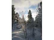 Verneskoggrense