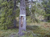 Bilde av grensetre mot utskftet teig. Foto Hans Sollid